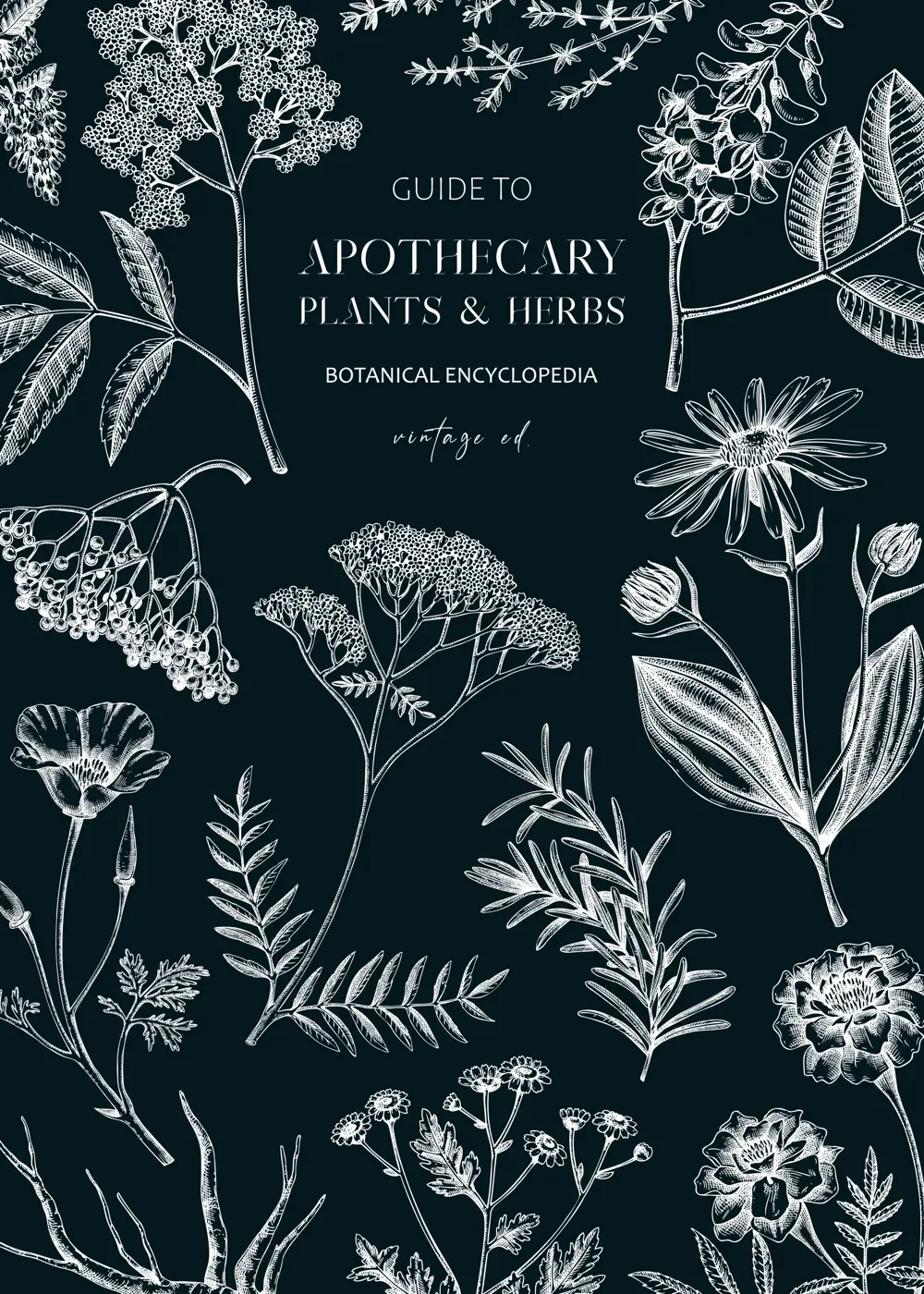 Apothecary label design template. Witchcraft background. Herbal remedies, medicinal plant, witch herbs, natural medicine hand-drawn vector illustration on chalkboard. NOT AI genereted Illustration